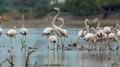 Tamil Nadu: Perungulam tank moves closer to Ramsar recognition