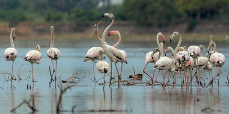 Tamil Nadu: Perungulam tank moves closer to Ramsar recognition Tamil Nadu: Perungulam tank moves closer to Ramsar recognition