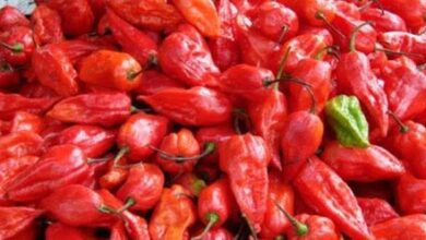 Naga King Chilli cultivation emerges as major rural income source in Nagaland Naga King Chilli cultivation emerges as major rural income source in Nagaland