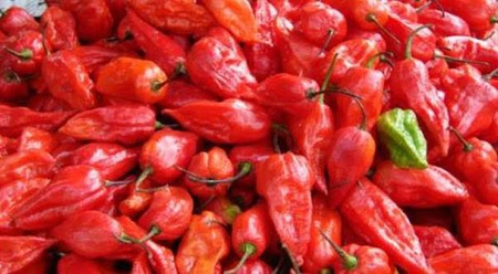 Naga King Chilli cultivation emerges as major rural income source in Nagaland Naga King Chilli cultivation emerges as major rural income source in Nagaland