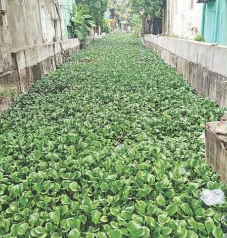 Chennai’s hyacinth-choked Vyasarpadi canal raises flood fears Chennai’s hyacinth-choked Vyasarpadi canal raises flood fears