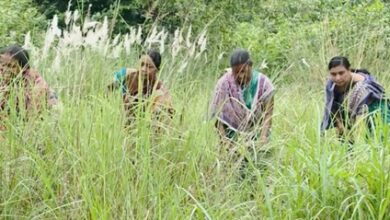 PM Modi lauds Odisha’s Maithili Bhue for forest conservation efforts PM Modi lauds Odisha’s Maithili Bhue for forest conservation efforts