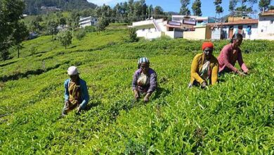 Rainfall deficit impacts tea leaf output in TN’s Nilgiris Rainfall deficit impacts tea leaf output in TN’s Nilgiris