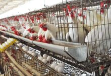 Namakkal poultry farmers in distress as prices of maize, supplements rise