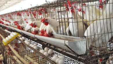 Namakkal poultry farmers in distress as prices of maize, supplements rise Namakkal poultry farmers in distress as prices of maize, supplements rise