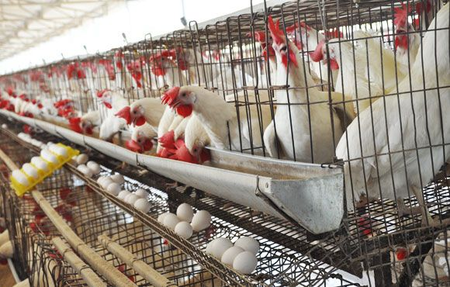 Namakkal poultry farmers in distress as prices of maize, supplements rise Namakkal poultry farmers in distress as prices of maize, supplements rise