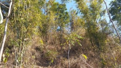 Punjab Cabinet nod to bill to maintain green cover Punjab Cabinet nod to bill to maintain green cover
