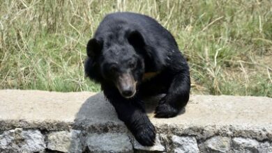 Two siblings injured in bear attack  in J&K’s Anantnag