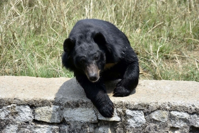 Two siblings injured in bear attack in J&K’s Anantnag Two siblings injured in bear attack in J&K’s Anantnag