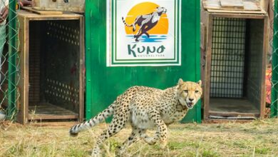 Project Cheetah marks four years: India’s population stands at 52 Project Cheetah marks four years: India’s population stands at 52