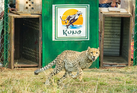 Project Cheetah marks four years: India’s population stands at 52 Project Cheetah marks four years: India’s population stands at 52