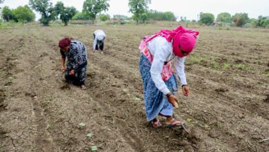 Centre to roll out new law to protect farmers from fake seeds