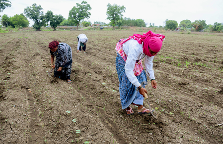Centre to roll out new law to protect farmers from fake seeds