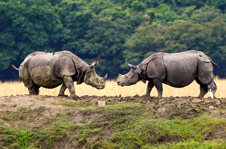 Assam to set up state-of-the-art wildlife safari in Dibrugarh Assam to set up state-of-the-art wildlife safari in Dibrugarh