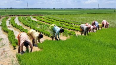 Celebrating women farmers’ contribution beyond cinematic representation Celebrating women farmers’ contribution beyond cinematic representation