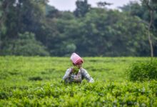 Spatial distribution of monsoon’s final phase to be crucial for food inflation: Report Spatial distribution of monsoon’s final phase to be crucial for food inflation: Report