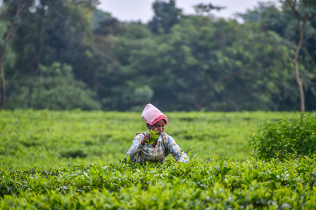 Spatial distribution of monsoon’s final phase to be crucial for food inflation: Report Spatial distribution of monsoon’s final phase to be crucial for food inflation: Report