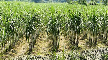 TN: Water scarcity threatens 4000 acres of sugarcane in Madurai TN: Water scarcity threatens 4000 acres of sugarcane in Madurai