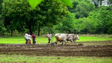 Kharif sowing hits 95 pc in Maharashtra; drought concerns loom over Marathwada
