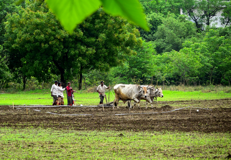 Kharif sowing hits 95 pc in Maharashtra; drought concerns loom over Marathwada Kharif sowing hits 95 pc in Maharashtra; drought concerns loom over Marathwada