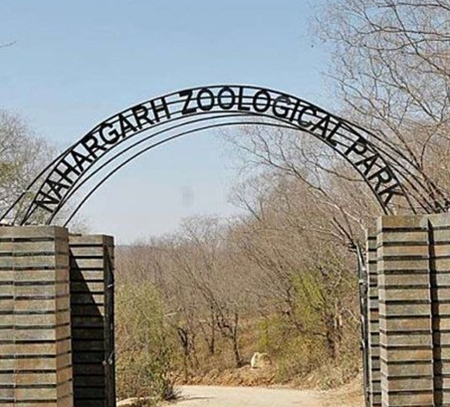Female sanitation worker killed in tiger attack at Jaipur biological park Female sanitation worker killed in tiger attack at Jaipur biological park