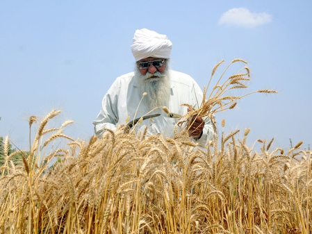 India’s record wheat harvest opens .5 bn export window amid policy shifts