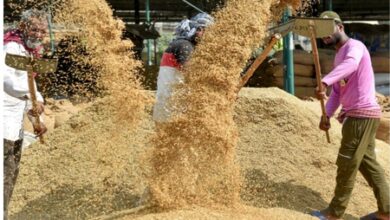 Tripura sends 18 MT of organic rice to Austria, Netherlands; farmer returns may rise 40 pc