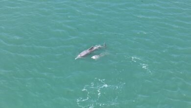 Dolphins most frequently sighted marine mammals in Gulf of Kachchh: Study Dolphins most frequently sighted marine mammals in Gulf of Kachchh: Study