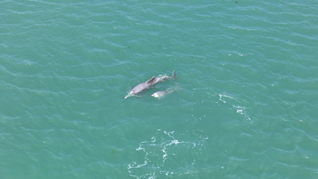 Dolphins most frequently sighted marine mammals in Gulf of Kachchh: Study Dolphins most frequently sighted marine mammals in Gulf of Kachchh: Study