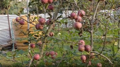 Himachal raises CAN fertiliser shortage issue with Centre amid apple growers’ concerns Himachal raises CAN fertiliser shortage issue with Centre amid apple growers’ concerns
