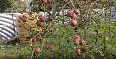 Himachal raises CAN fertiliser shortage issue with Centre amid apple growers’ concerns