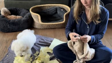 Kristen Bell hilariously suspects pet Frank has a ‘criminal past’ Kristen Bell hilariously suspects pet Frank has a ‘criminal past’