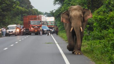 NHAI mandates minimum 80 pc plantation coverage, 90 pc survival rate along National Highways NHAI mandates minimum 80 pc plantation coverage, 90 pc survival rate along National Highways