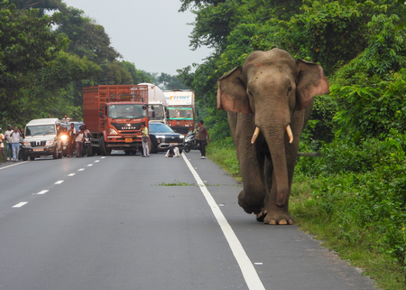 NHAI mandates minimum 80 pc plantation coverage, 90 pc survival rate along National Highways NHAI mandates minimum 80 pc plantation coverage, 90 pc survival rate along National Highways