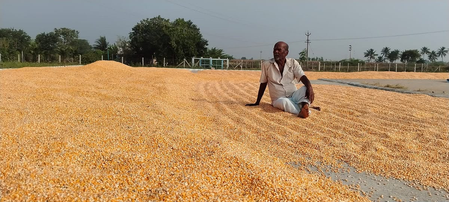 Farmers in TN’s Salem raise alarm over poor yield from subsidised maize seeds Farmers in TN’s Salem raise alarm over poor yield from subsidised maize seeds