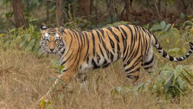 Tiger capture operation launched in TN’s Gudalur Vimalagiri after cattle attacks