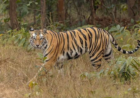 Tiger capture operation launched in TN’s Gudalur Vimalagiri after cattle attacks Tiger capture operation launched in TN’s Gudalur Vimalagiri after cattle attacks