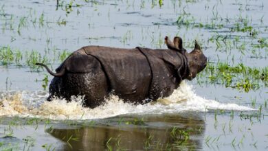 Rhino poaching fell from 40-45 annual killings to zero: Assam CM Rhino poaching fell from 40-45 annual killings to zero: Assam CM