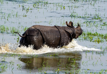 Rhino poaching fell from 40-45 annual killings to zero: Assam CM Rhino poaching fell from 40-45 annual killings to zero: Assam CM