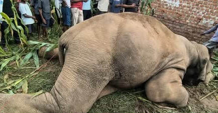 Wild elephant electrocuted to death in Jharkhand’s Latehar Wild elephant electrocuted to death in Jharkhand’s Latehar