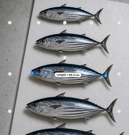 New CMFRI app measures fish without touching them