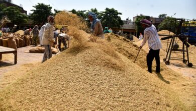 AI grain analysers introduced to ease paddy procurement in Gujarat