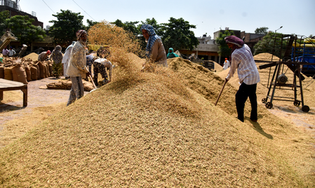 AI grain analysers introduced to ease paddy procurement in Gujarat AI grain analysers introduced to ease paddy procurement in Gujarat