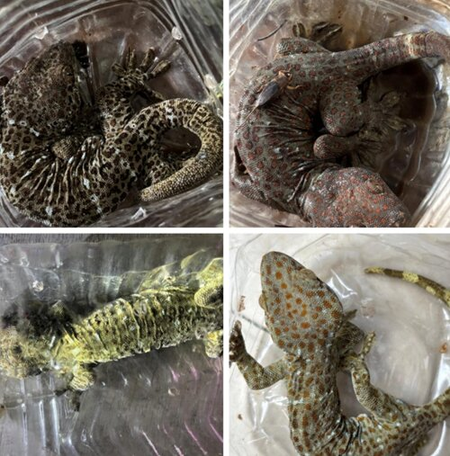 DRI cracks down on illegal wildlife trade in 6 operations, 13 held DRI cracks down on illegal wildlife trade in 6 operations, 13 held