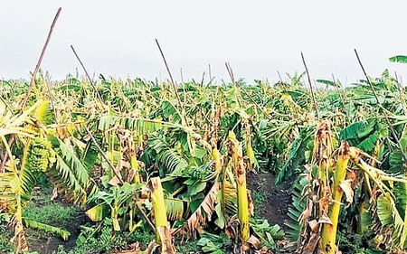 Storm destroys over 10,000 banana plants in TN’s Erode; farmers suffer losses Storm destroys over 10,000 banana plants in TN’s Erode; farmers suffer losses