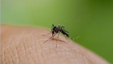 Bangladesh dengue outbreak worsens as 52 die in just 13 days