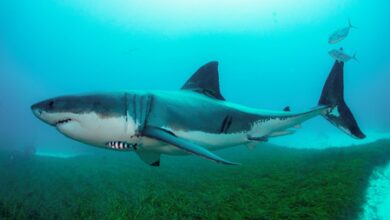Man hospitalised after shark attack in Australia