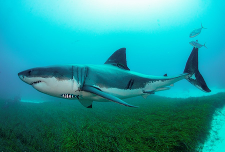 Man hospitalised after shark attack in Australia Man hospitalised after shark attack in Australia