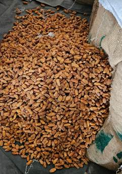 DRI seizes 362 tonnes of Pakistan-origin dry dates in transshipment crackdown