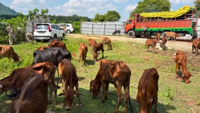 Assam Police rescues 82 cattle in smuggling crackdown, two vehicles seized